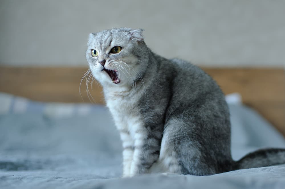 Gray cat meowing