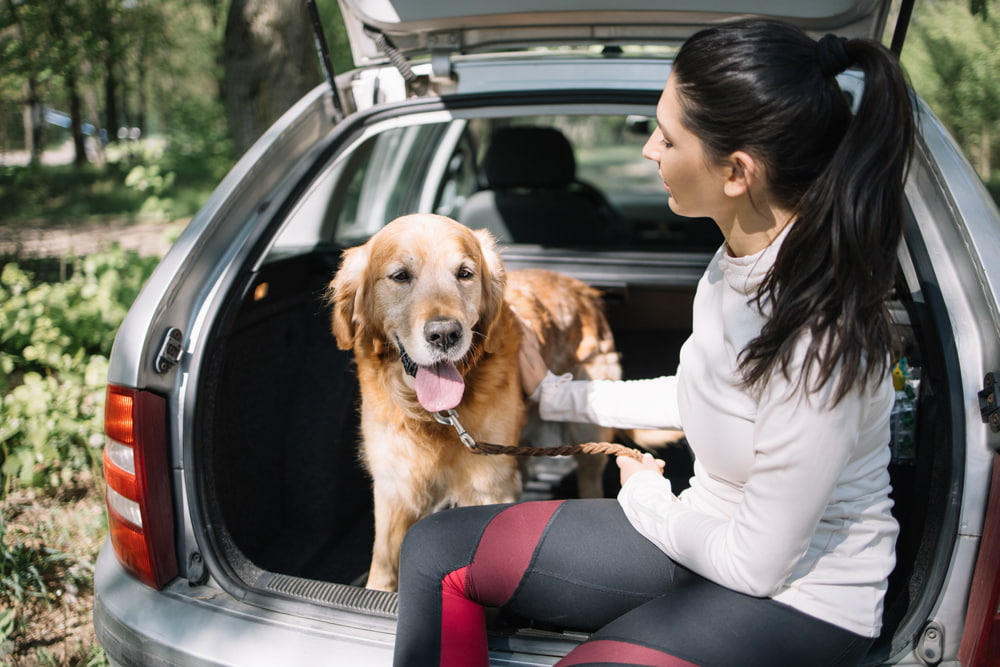Dog sitting in car with owner