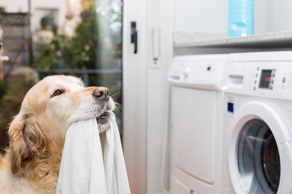 Dog with laundry in mouth next to laundry machine