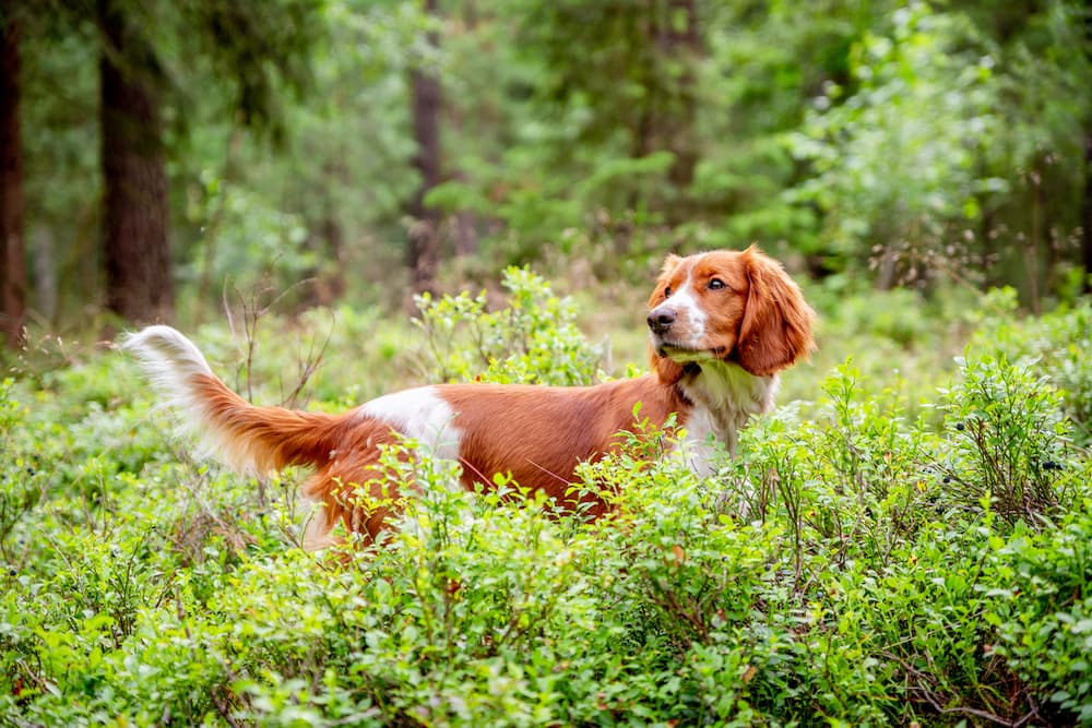 Tick-Borne Diseases in Dogs: 6 Dangerous Ones
