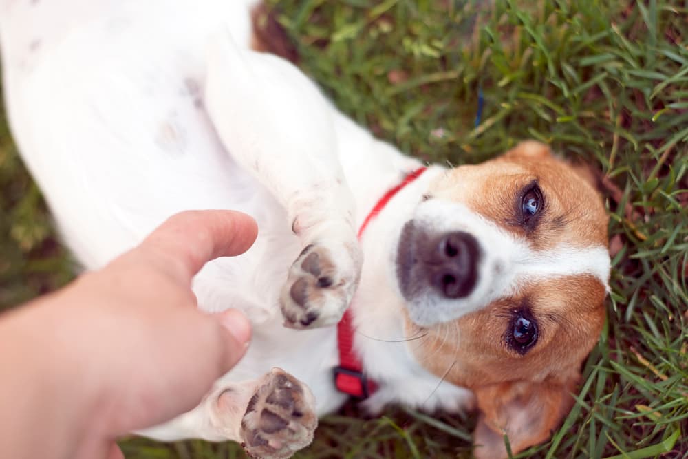 Dog getting scratched on the belly