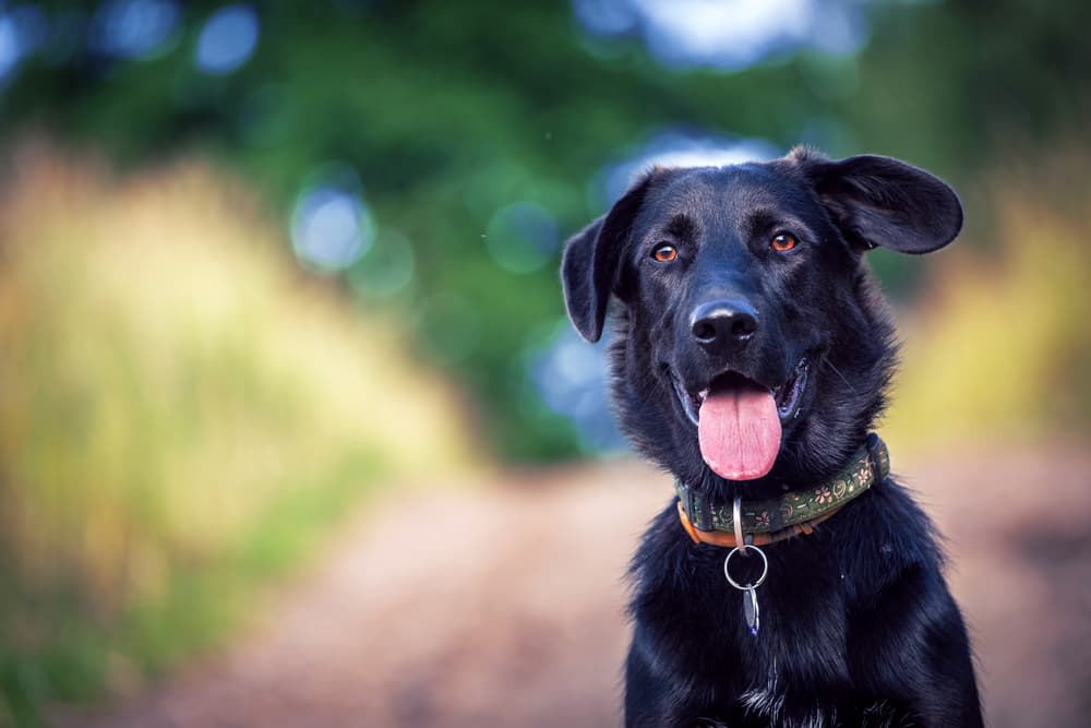 Big black dog outside, good inspiration for big dog names