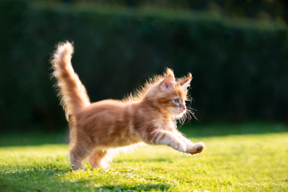 Kitten playing outdoors