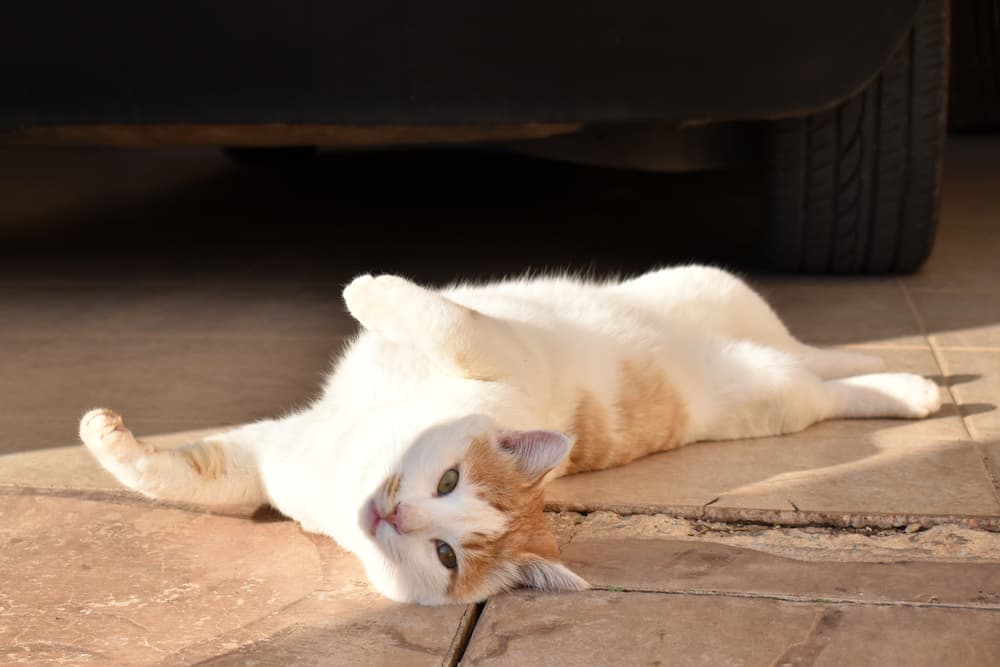 Orange and white cat laying in the sun on the outdoor tile