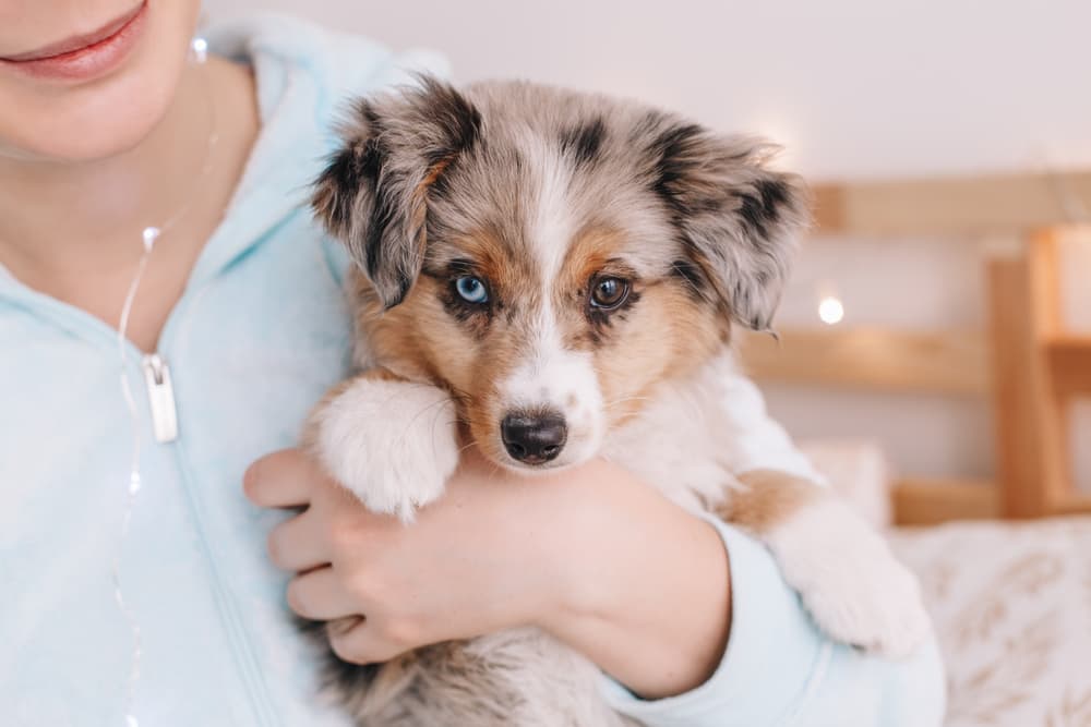 Australian Shepherd puppy dog