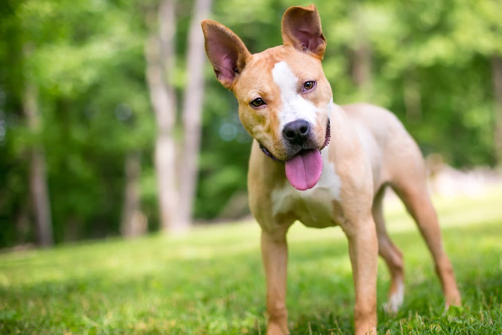 Dog with head tilted playing outside