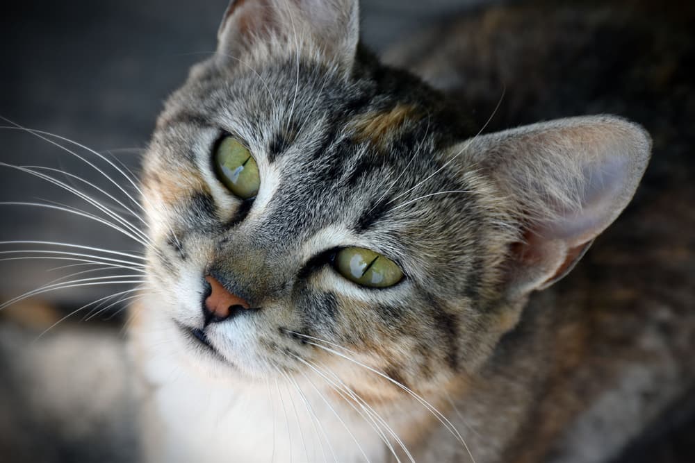 Cat with green eyes