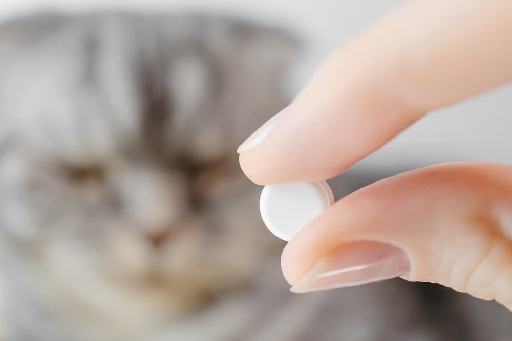 Woman holding medication for cat chin acne