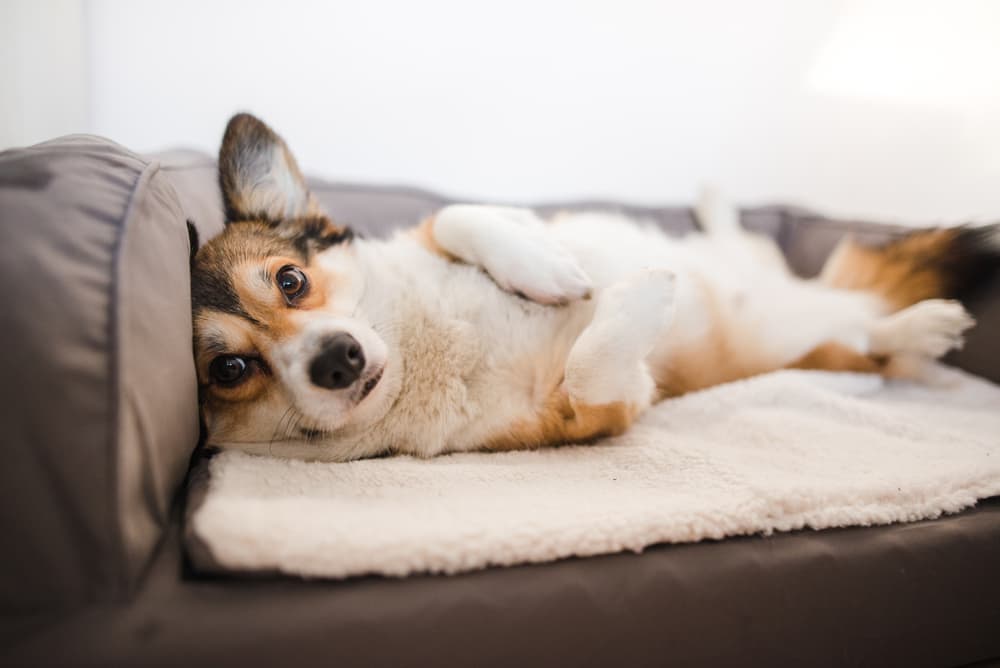 Anxious dog in dog bed