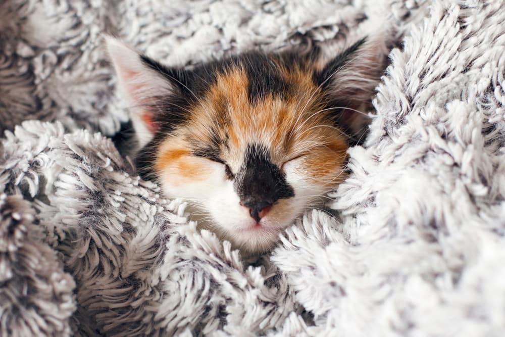 Orange and black kitten snuggled in a blanket
