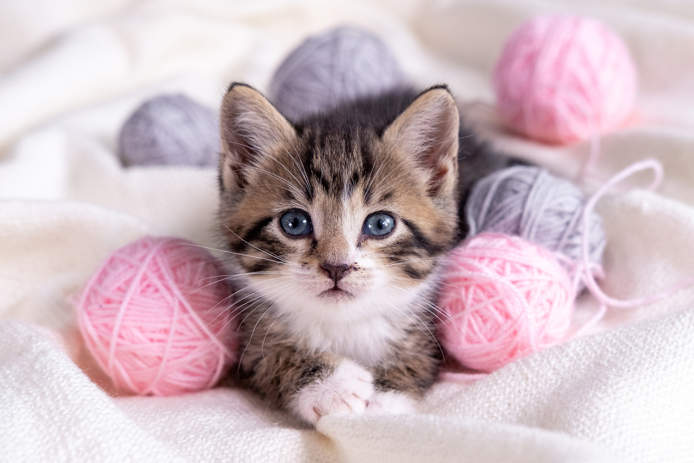 28 Good Girl Cat Names for Your Prissy Pet