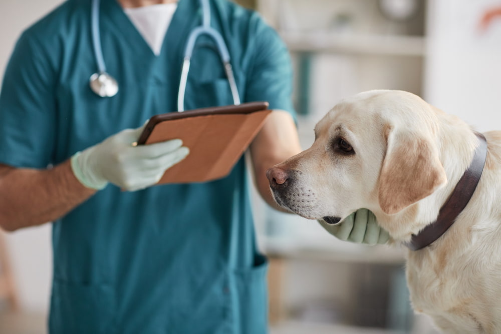 Dog at the vet as possible antifreeze poisoning in dog