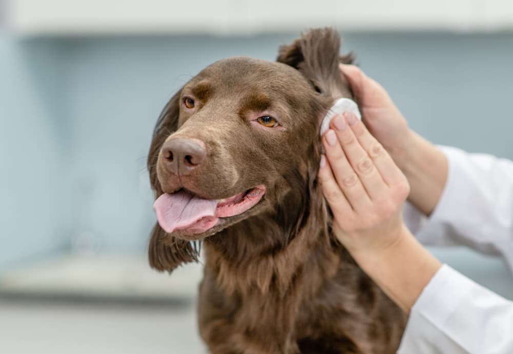 Vet treating dog ear infection