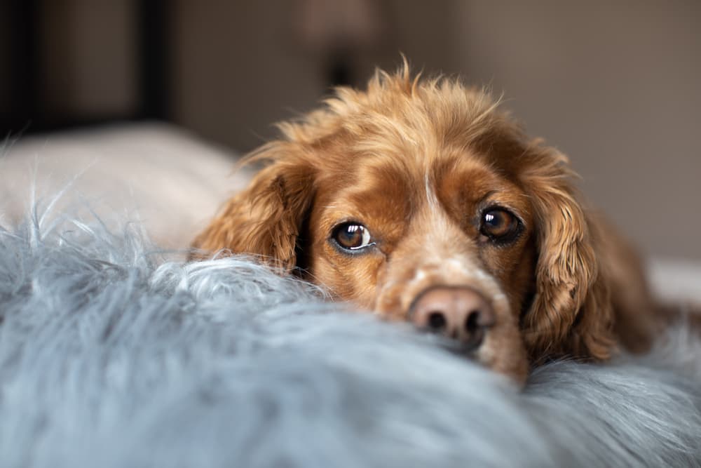 Dog cozy at home