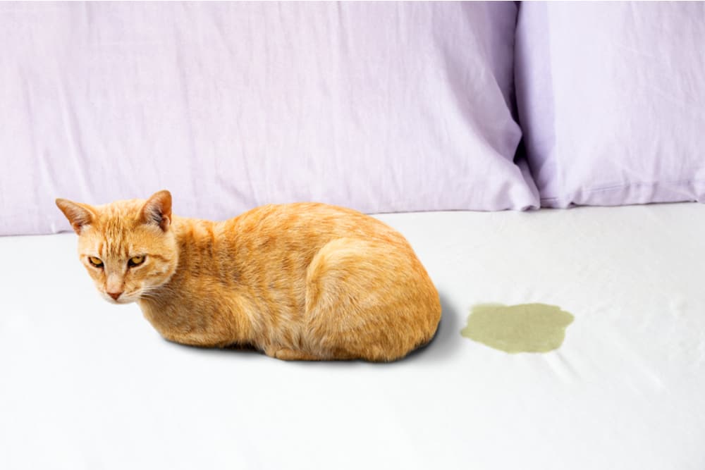 Cat peeing at home on the bed