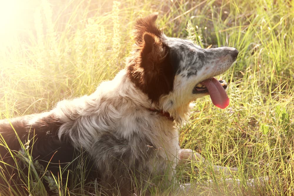 Dog outside panting in the sun