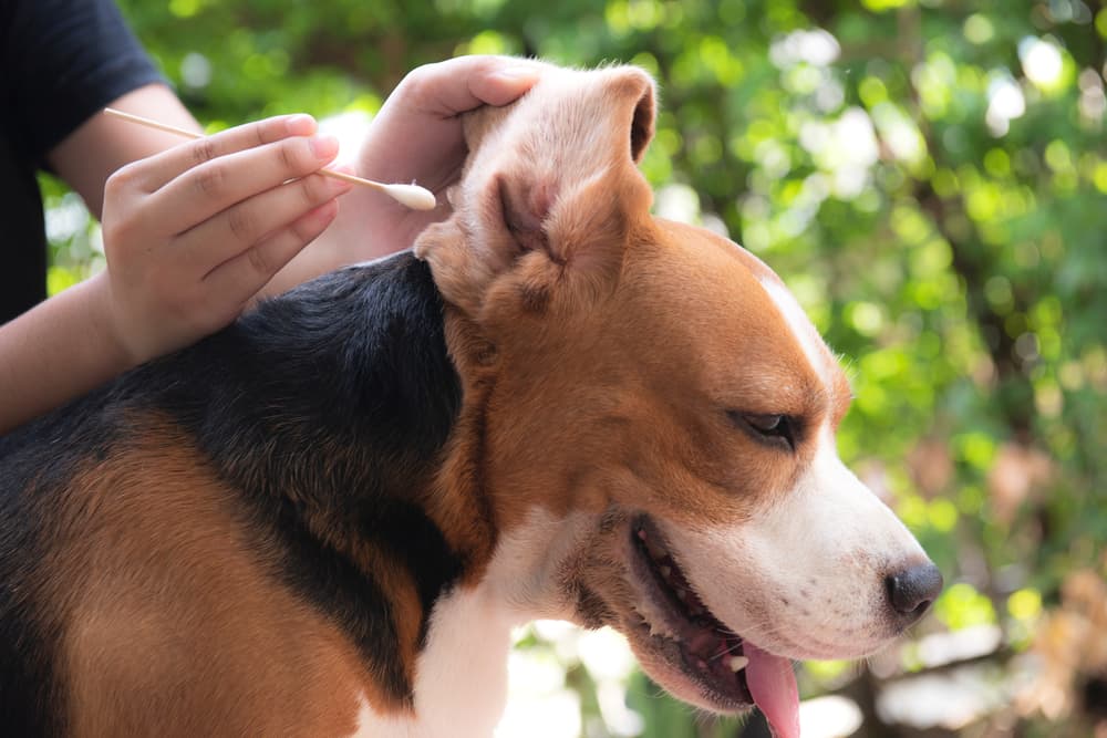 Cotton ball in a dog's ear
