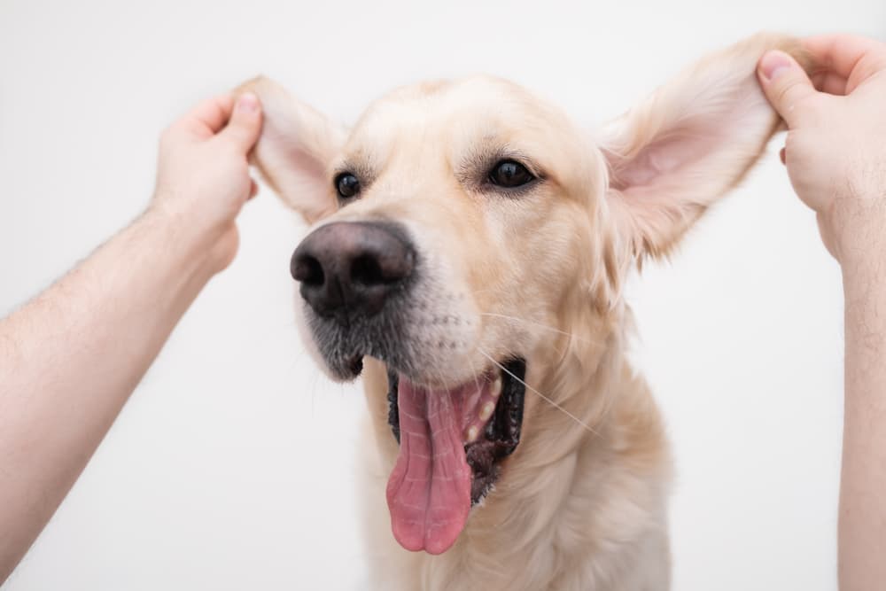 Woman holding dog's ears