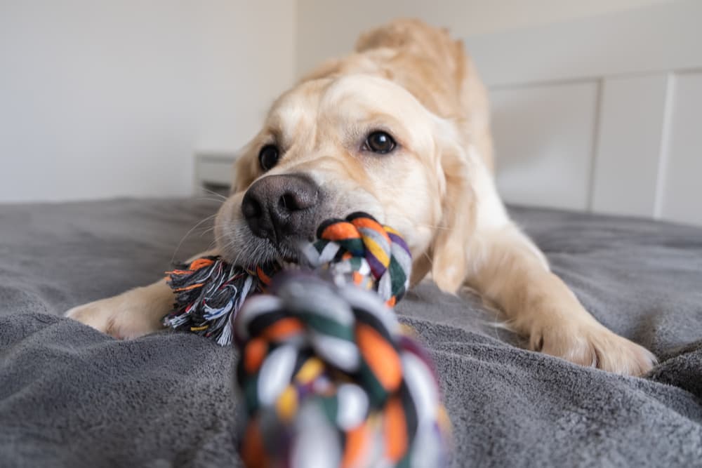 Big dog playing with a toy, good inspiration for big dog names