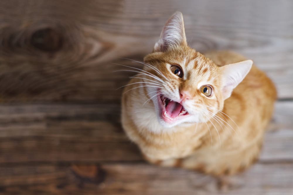 Why Does My Cat Meow So Much?