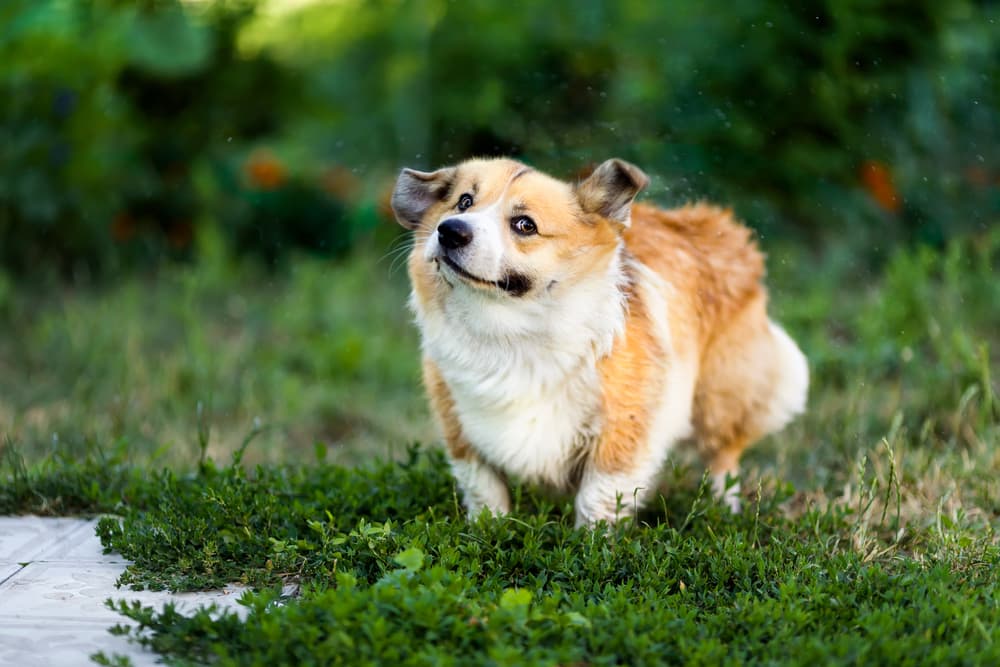 Dog shaking his head outside