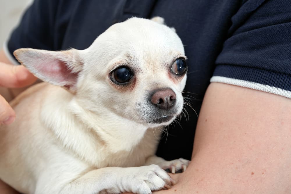 Small Chihuahua shaking