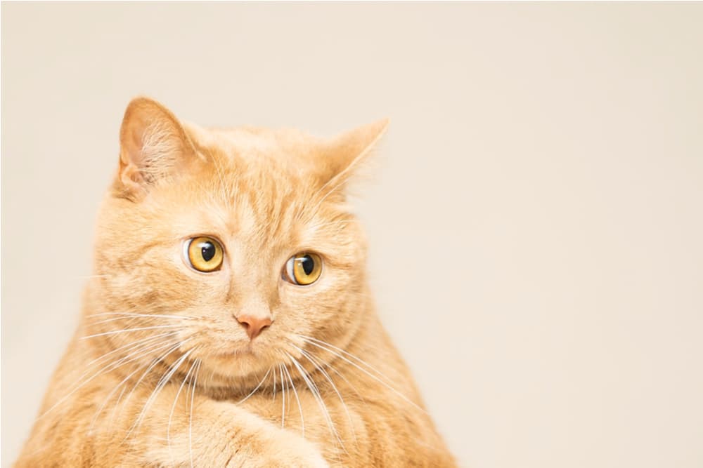Cat looking to side after pooping outside of his litter box