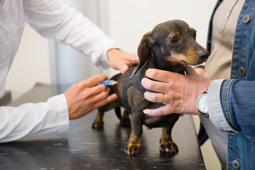 Dog receiving a shot at the vet
