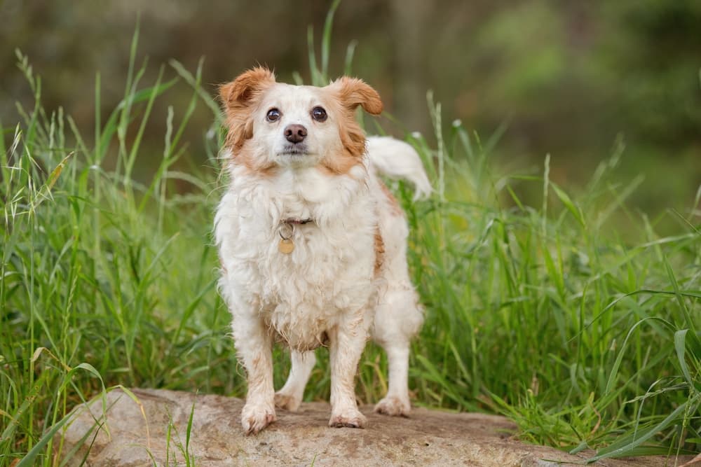 Ticks on a dog's ears while they are running through long grass in the forest