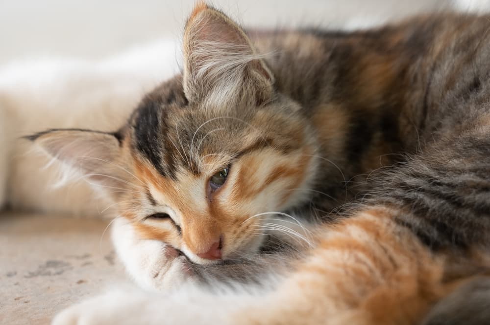 Cat sad at home snuggling self