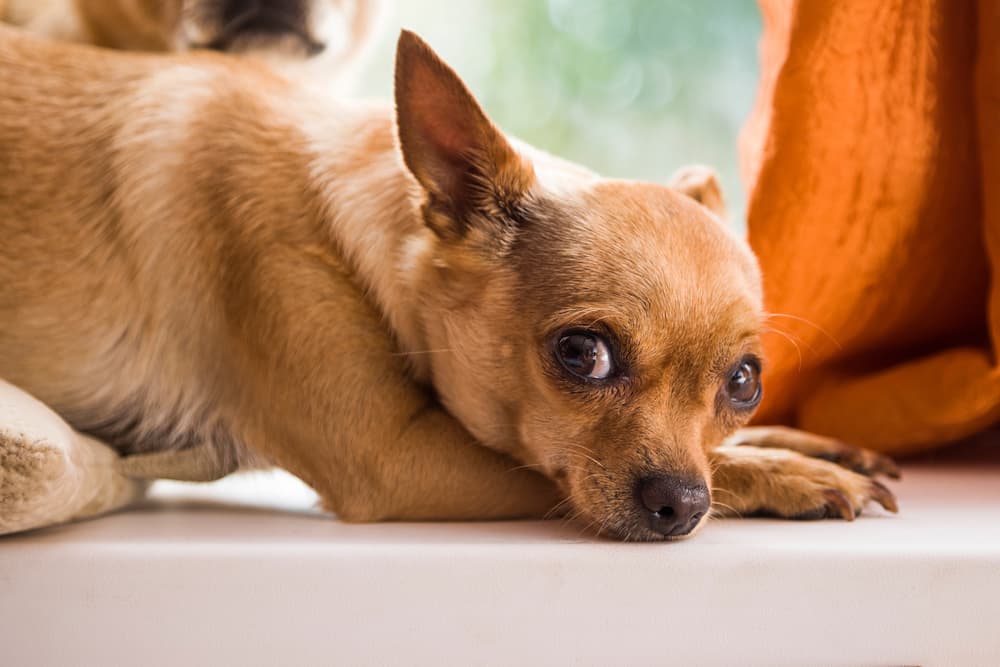 Sad sick looking dog