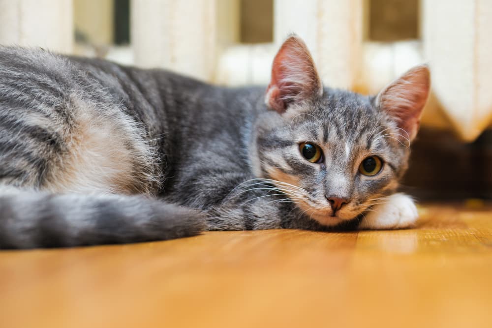 Cat Pooping Outside the Litter Box: 8 Tips to Stop It
