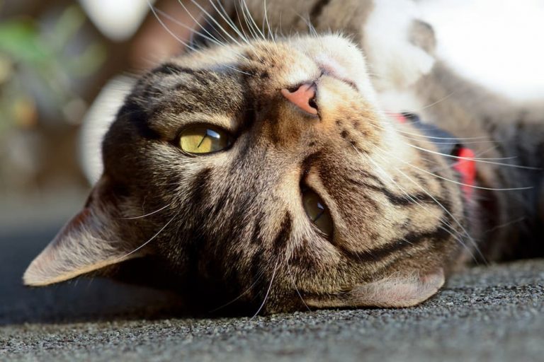 Cat upside down being cute