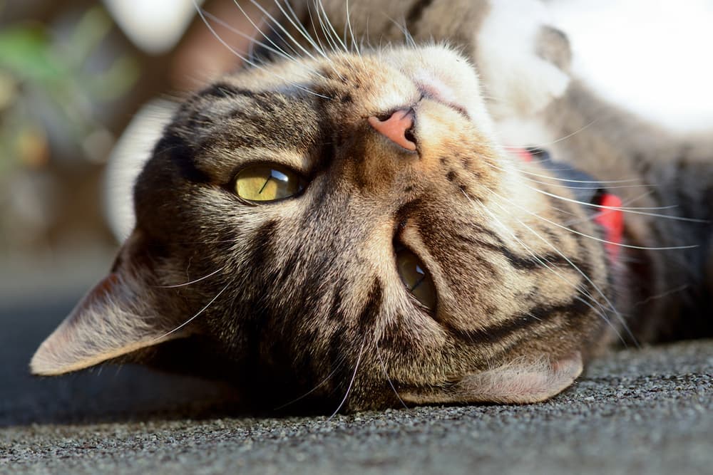 How Old Is My Cat? 7 Ways to Tell