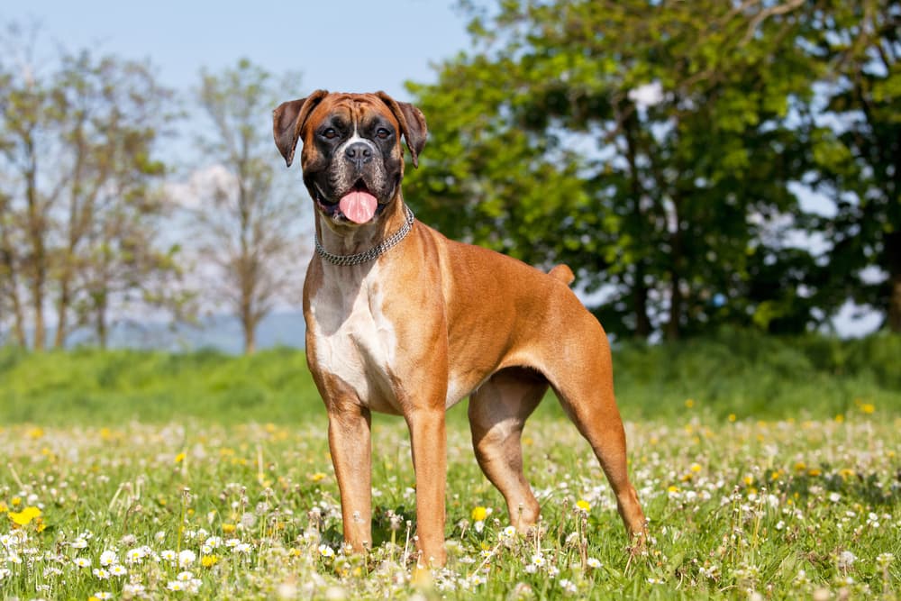 Happy boxer dog playing in a lovely meadow for some german dog name inspiration