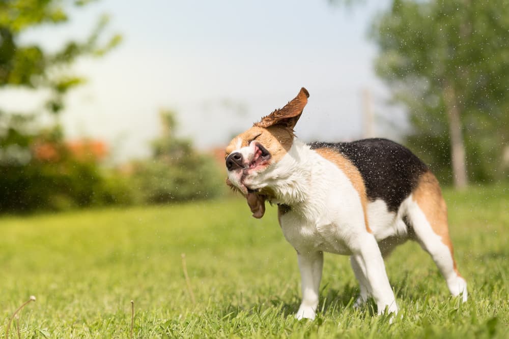 Dog shaking their ears in the summer