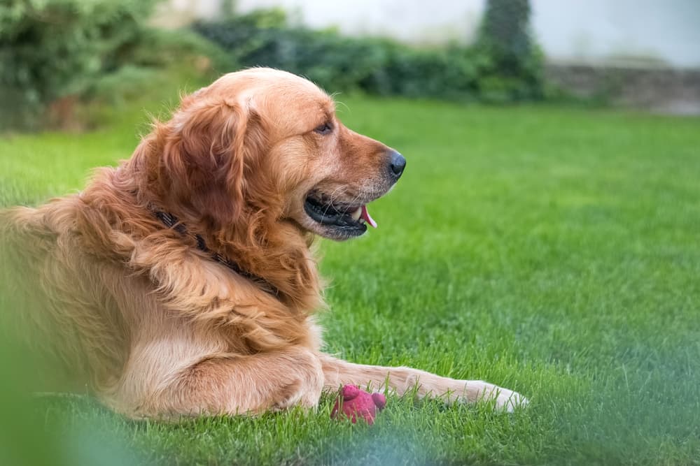 Dog laying down outside