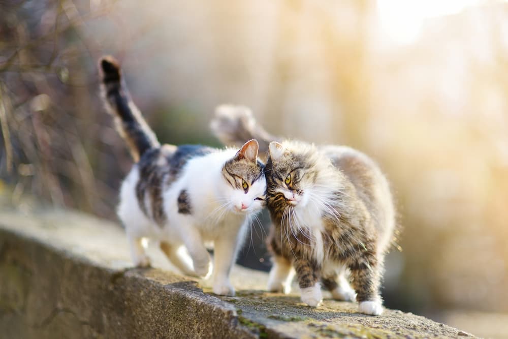 Two cats playing together outside