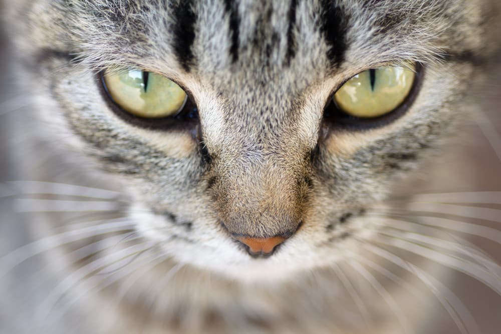 Close up of cats eyes
