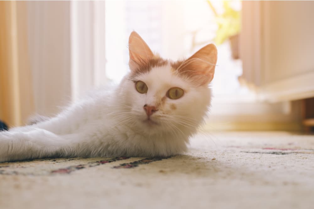 Cat sitting in the sun at home on a rug