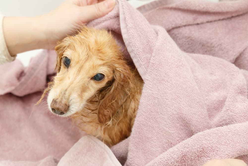 Drying dog after bath