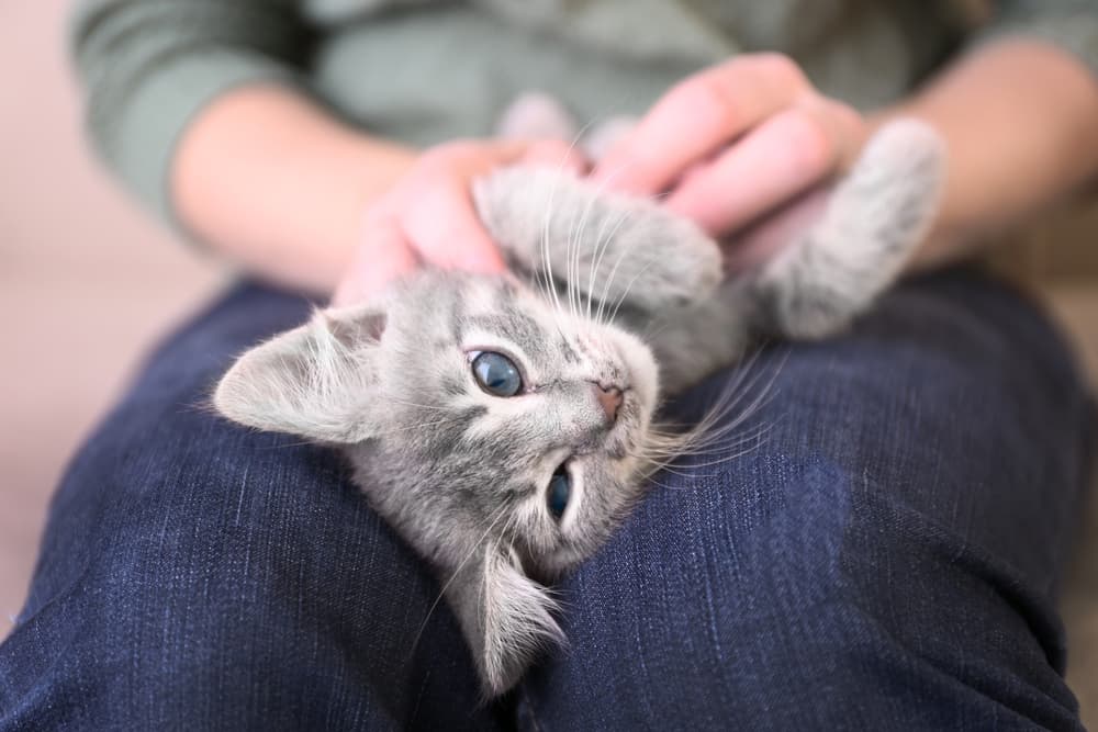 Cute cat being held by owner for good girl cat names
