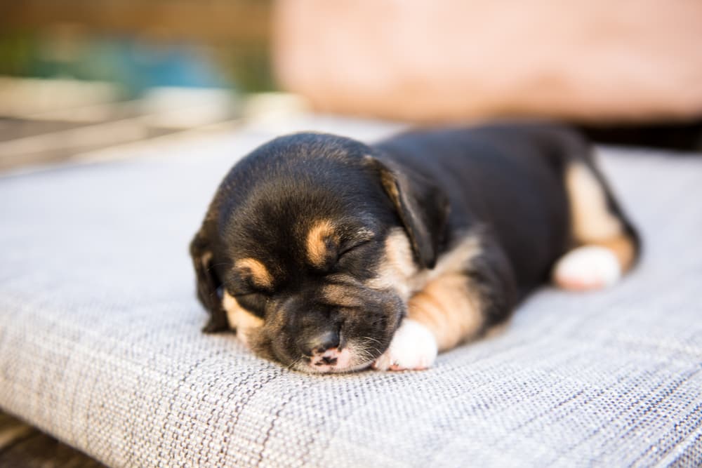 Small puppy with eyes closed