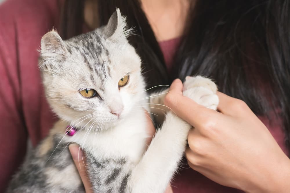 Cat being held by owner