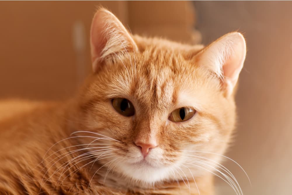 Sweet cat sitting at home, ideas for orange cat names