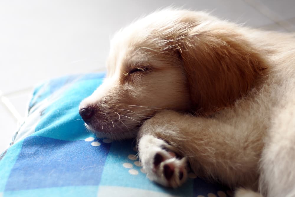 Small puppy sleeping