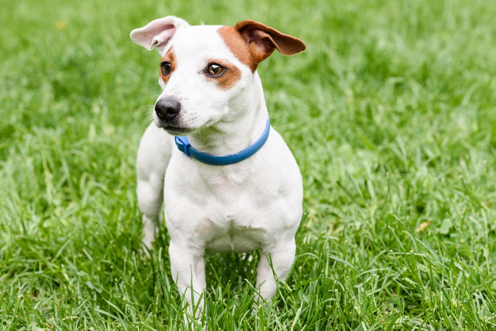 Can Fleas Kill a Dog?