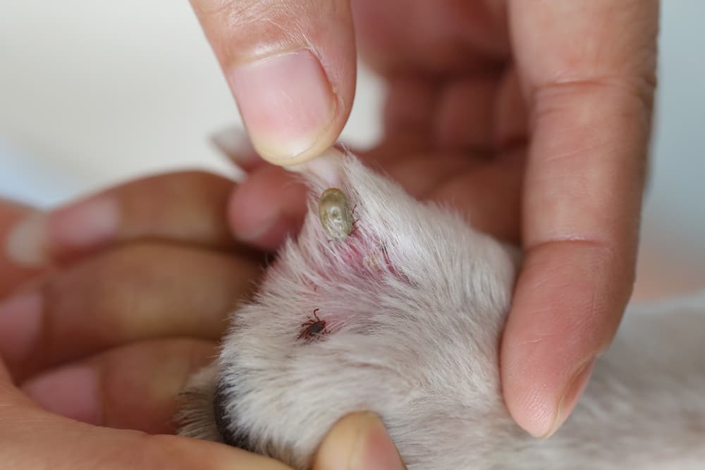 ticks on a dog's ears owner helping to remove tick from dog