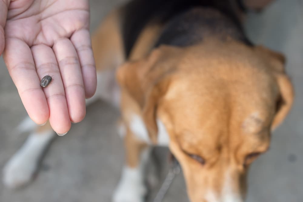 Dog with tick pulled out from him tick-borne diseases in dogs
