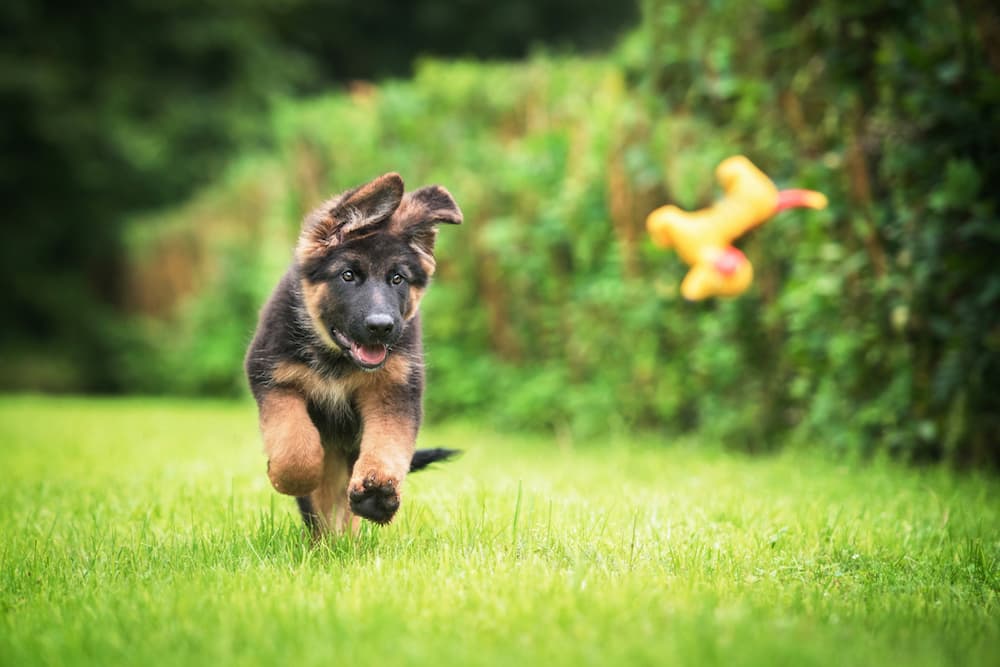 Playful German Shepherd puppy